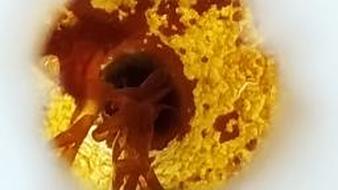 After months of measurements, the F-reaction cell gets really dirty!