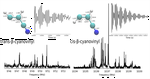 Rotational spectrum of the $β$-cyanovinyl radical: A possible astrophysical N-heterocycle precursor